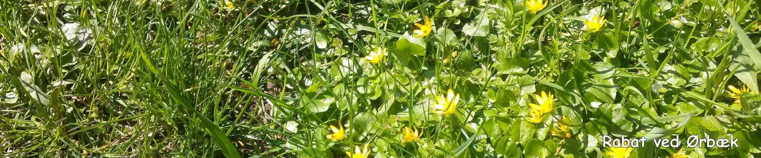 rabat ved ørbæk på Fyn - topbanner