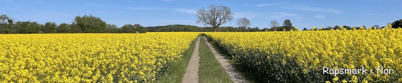 Rapsmark i flor