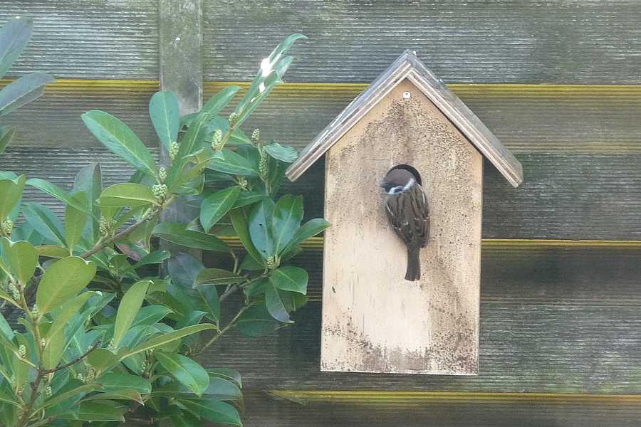 Mejsekasse - gråspurv ind